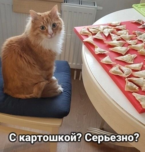 ёашшкой Серьезн Г 9 ш