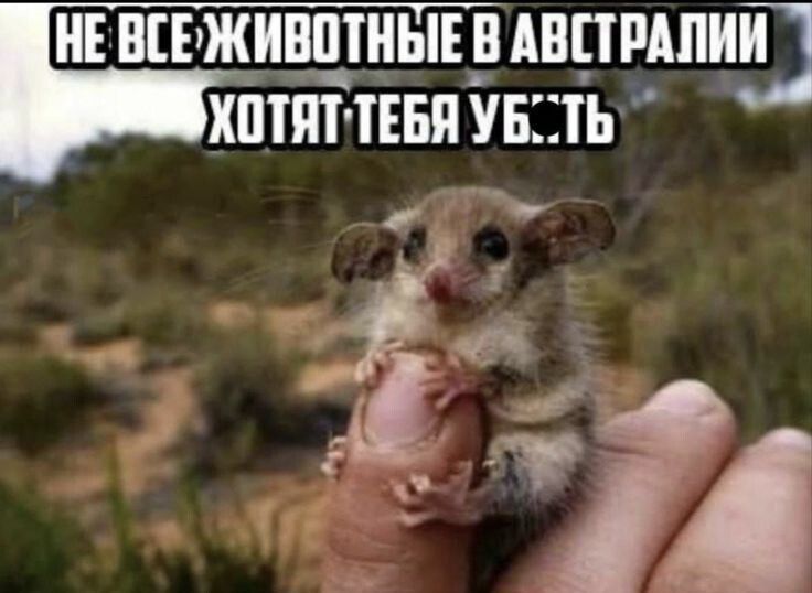 НЕВСЕЖИВОТНЫЕ В АВСТРАЛИИ ХОТЯТ ТЕБЯ УБС ТЬ р т _ к
