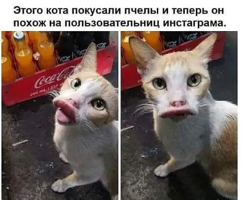 Этого кота покусали пчелы и теперь он похож на пользовательниц инстаграма