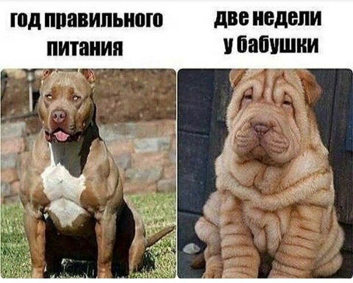 год правильного две недели питания у бабушки