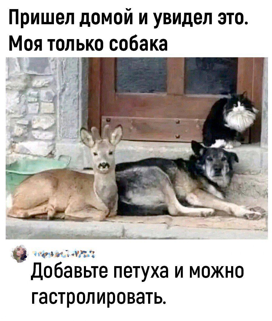 Пришел домой и увидел это Моя только собака сезелатл добавьте петуха и можно гастролировать