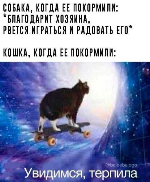 СОБАКА КОГДА ЕЕ ПОКОРМИЛИ БЛАГОДАРИТ ХОЗЯЙНА РВЕТСЯ ИГРАТЬСЯ И РАДОВАТЬ ЕГО КОШКА КОГДА ЕЕ ПОКОРМИЛИ т
