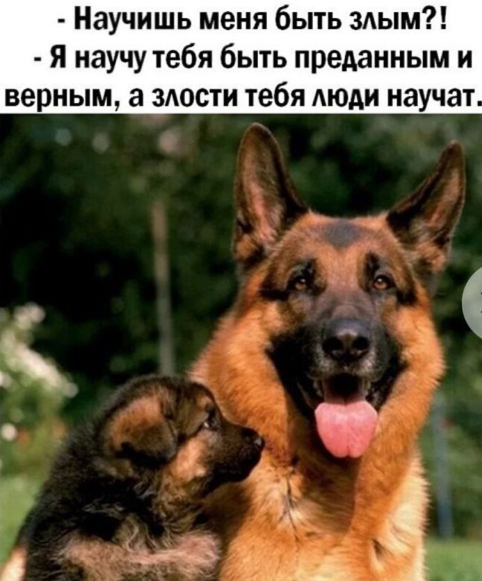 Научишь меня быть злым Я научу тебя быть преданным и верным а злости тебя люди научат