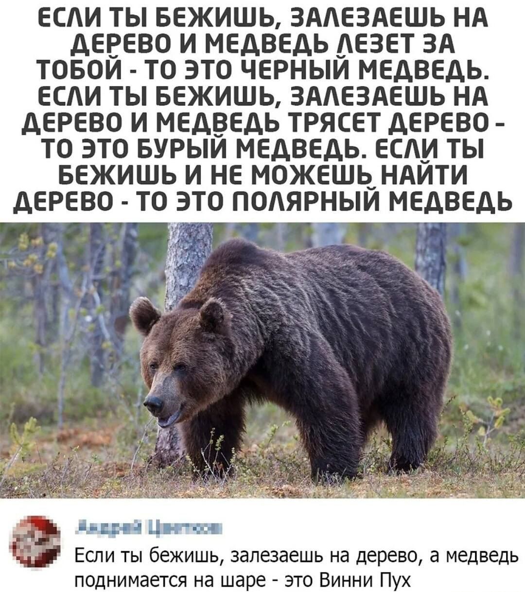 ЕСЛИ ТЫ БЕЖИШЬ ЗАЛЕЗАЕШЬ НА ДЕРЕВО И МЕДВЕДЬ ЛЕЗЕТ ЗА ТОБОЙ ТО ЭТО ЧЕРНЫЙ МЕДВЕДЬ ЕСЛИ ТЫ БЕЖИШЬ ЗАЛЕЗАЕШЬ НА ДЕРЕВО И МЕДВЕДЬ ТРЯСЕТ ДЕРЕВО ТО ЭТО БУРЫЙ МЕДВЕДЬ ЕСЛИ ТЫ БЕЖИШЬ И НЕ МОЖЕШЬ НАЙТИ ДЕРЕВО ТО ЭТО ПОЛЯРНЫЙ МЕДВЕДЬ Жвирна Ци Если ты бежишь залезаешь на дерево а медведь поднимается на шаре это Винни Пух