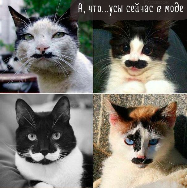 Й чтоусы сейчас в моде
