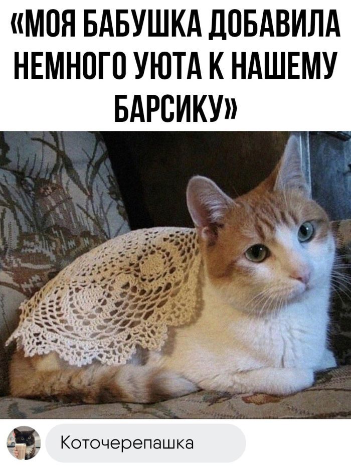 МОЯ БАБУШКА ДОБАВИЛА НЕМНОГО УЮТА К НАШЕМУ БАРСИКУ В й э Коточерепашка