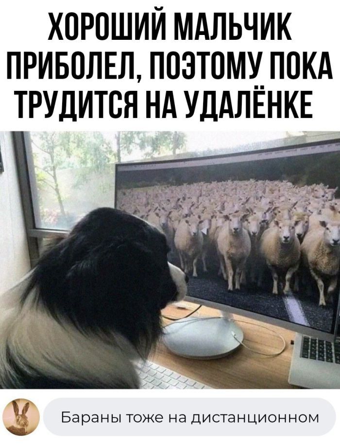 ХОРОШИЙ МАЛЬЧИК ПРИБОЛЕЛ ПОЗТОМУ ПОКА ТРУДИТСЯ НА УДАЛЕНКЕ Бараны тоже на дистанционном