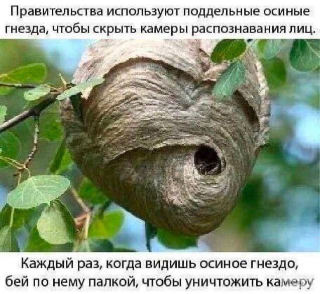 Правительства используют поддельные осиные гнезда чтобы скрыть камеры распознавания лиц Каждый раз когда видишь осиное гнездо бей по нему палкой чтобы уничтожить камеру