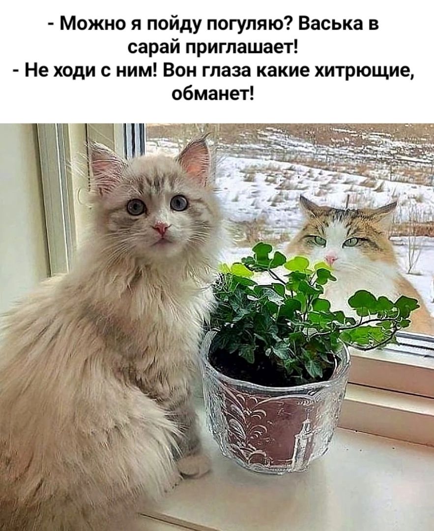 Можно я пойду погуляю Васька в сарай приглашает Не ходи с ним Вон глаза какие хитрющие обманет