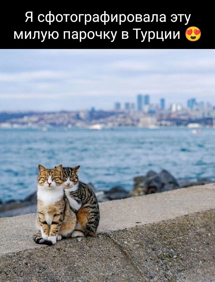 Я сфотографировала эту милую парочку в Турции
