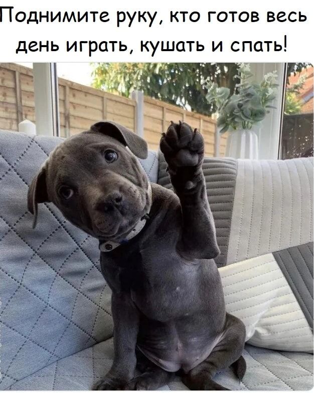 однимите руку кто готов весь день играть кушать и спать