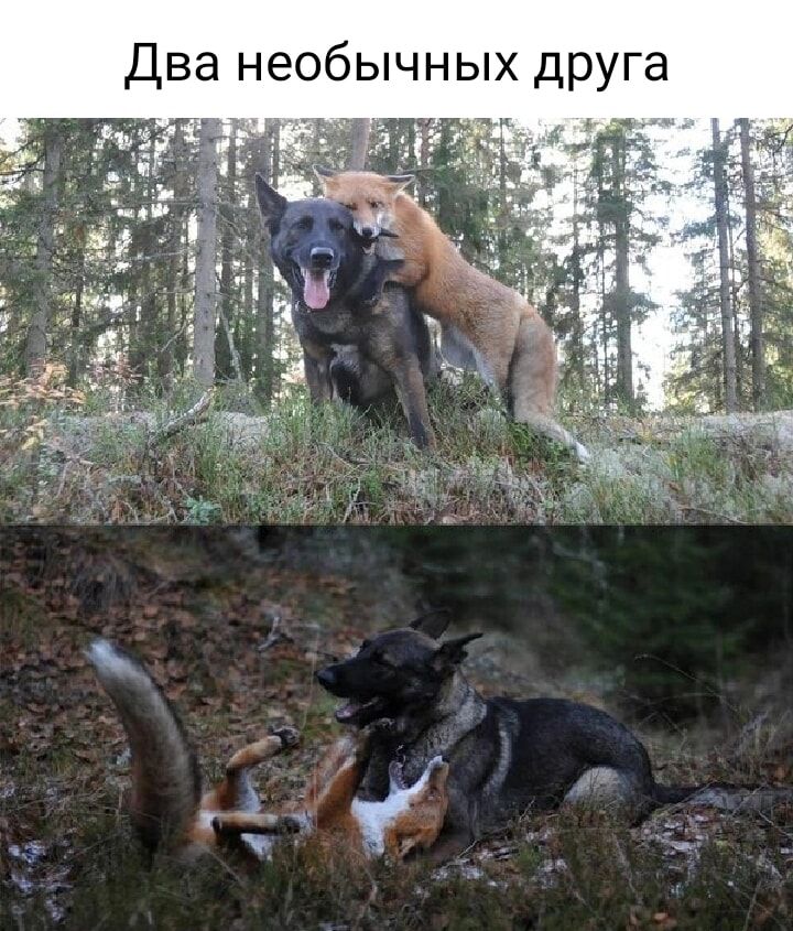 Два необычных друга Ы ЯЕ