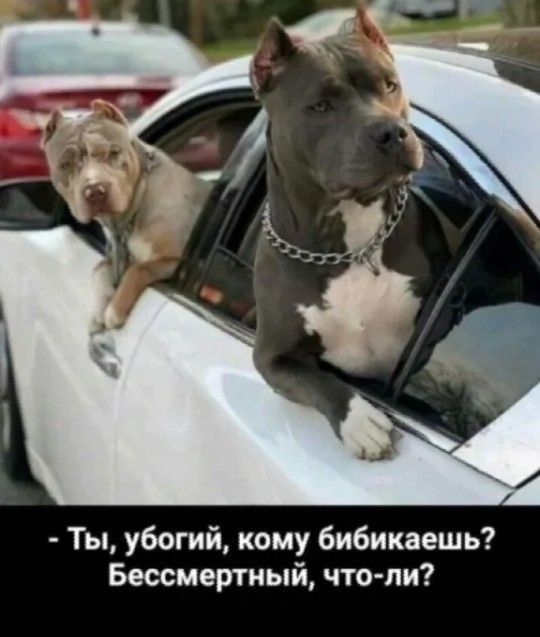 Ты убогий кому бибикаешь Бессмертный что ли