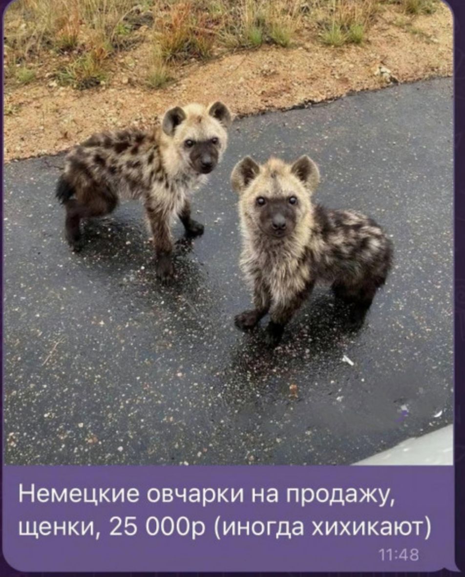 Немецкие овчарки на продажу щенки 25 000р иногда хихикают 1148