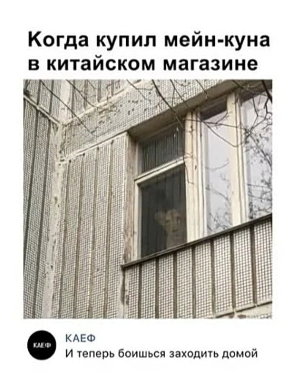 Когда купил мейн куна в китайском магазине КА оАЬ д КАЕФ И теперь боишься заходить домой