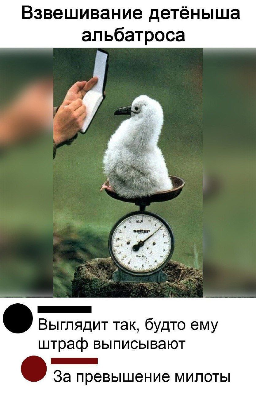 Взвешивание детёныша альбатроса КО1 Выглядит так будто ему штраф выписывают Я За превышение милоты