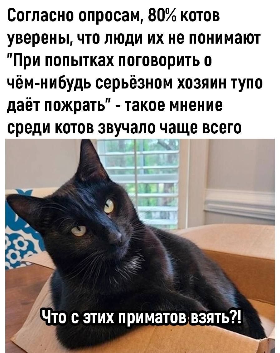 Согласно опросам 80 котов уверены что люди их не понимают При попытках поговорить о чём нибудь серьёзном хозяин тупо даёт пожрать такое мнение среди котов звучало чаще всего Еач Что с этих приматоввзять
