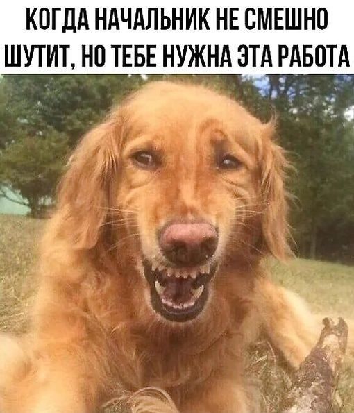 КОГДА НАЧАЛЬНИК НЕ СМЕШНО ШУТИТ НО ТЕБЕ НУЖНА ЭТА РАБОТА ч В ы я р 51
