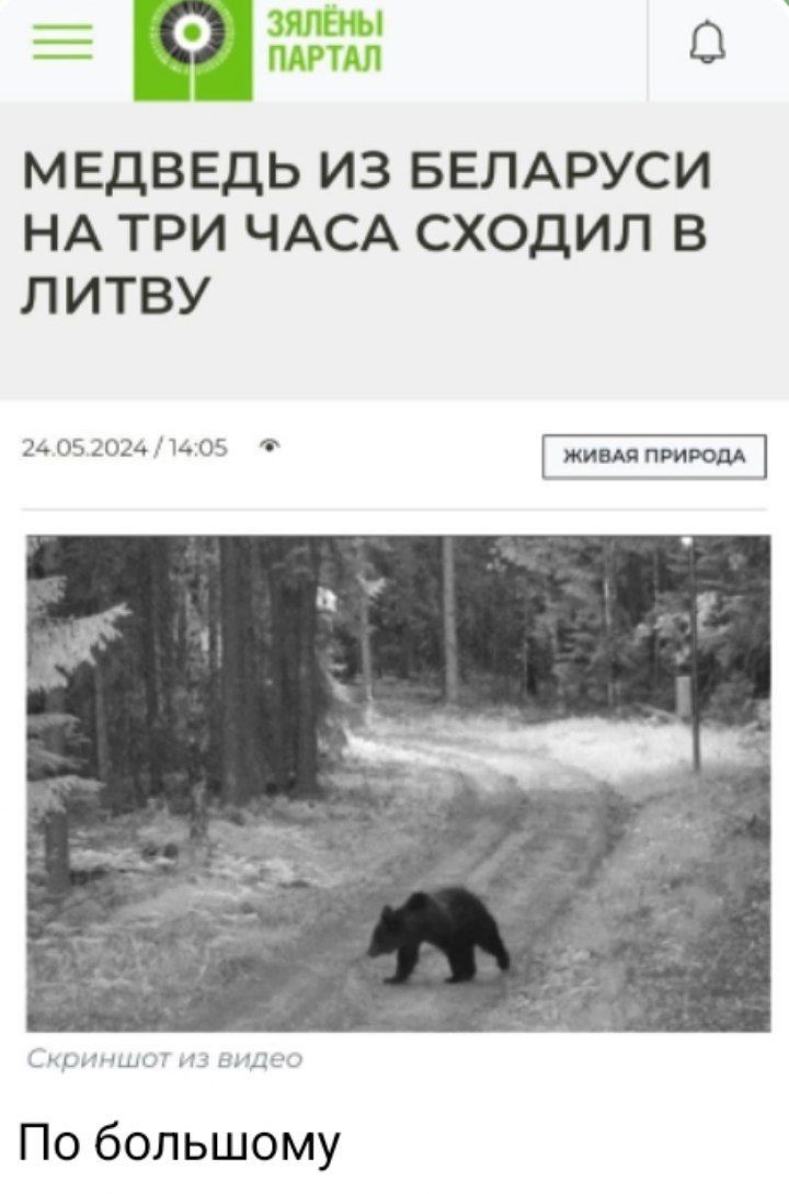 на а МЕДВЕДЬ ИЗ БЕЛАРУСИ НА ТРИ ЧАСА СХОДИЛ В ЛИТВУ 240520241405 ЖИВАЯ ПРИРОДА По большому
