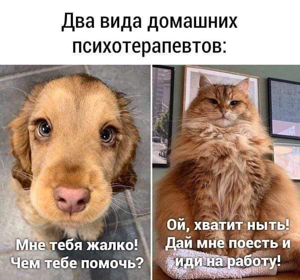 Два вида домашних психотерапевтов Ой хватйтныть ётебя жалко й мнё поесть И ЁЁ___ тебе помочь аботу ыа ая