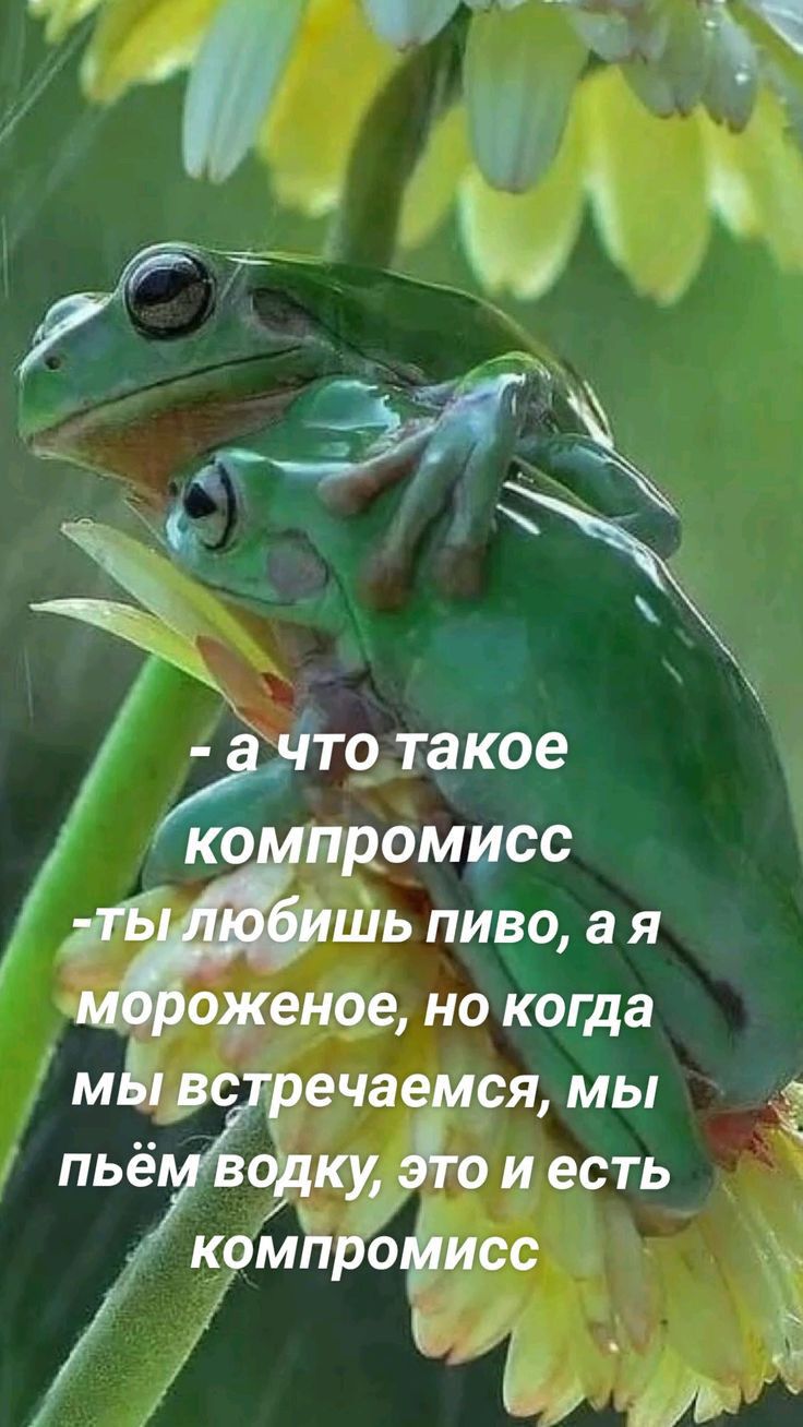 іто такое компромисс лТЁ шь пиво ая оженое но когда мй встречаемся мы пьё уку оиесть компройисс й ъ АУ В