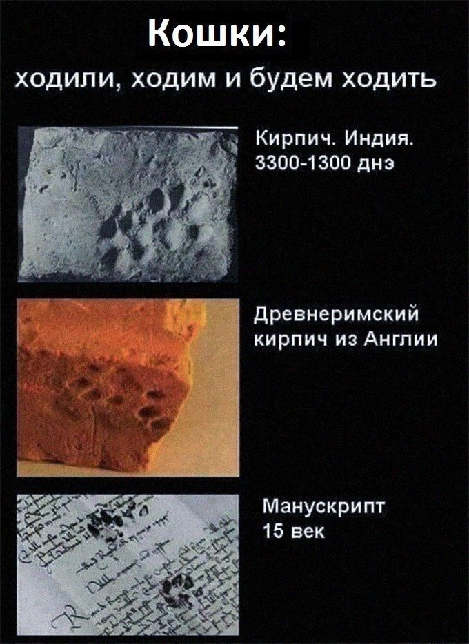 Кошки ходили ходим и будем ходить х Кирпич Индия 3300 1300 днэ Древнеримский кирпич из Англии Манускрипт 15 век