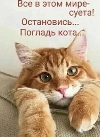 Все в этом мире суета Остановись Погладь котт