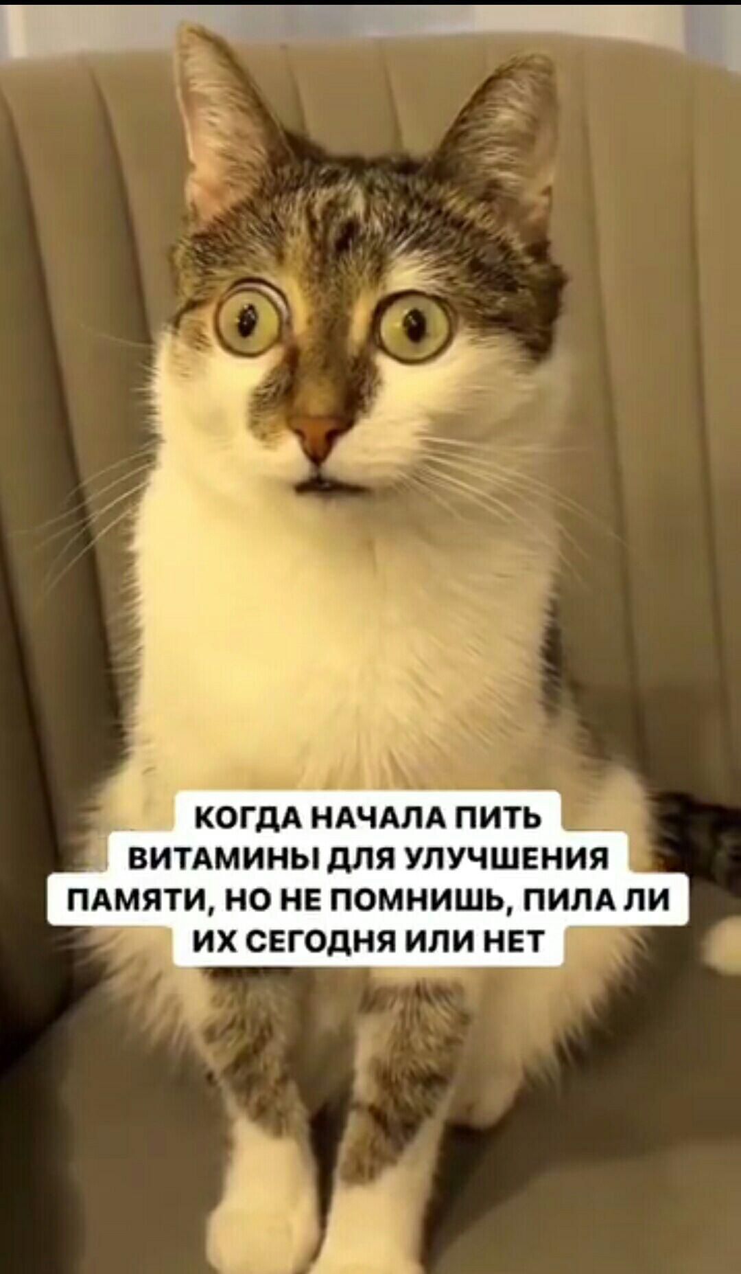 КОГДА НАЧАЛА ПИТЬ ВИТАМИНЫ ДЛЯ УЛУЧШЕНИЯ ПАМЯТИ НО НЕ ПОМНИШЬ ПИЛА ЛИ ИХ СЕГОДНЯ ИЛИ НЕТ