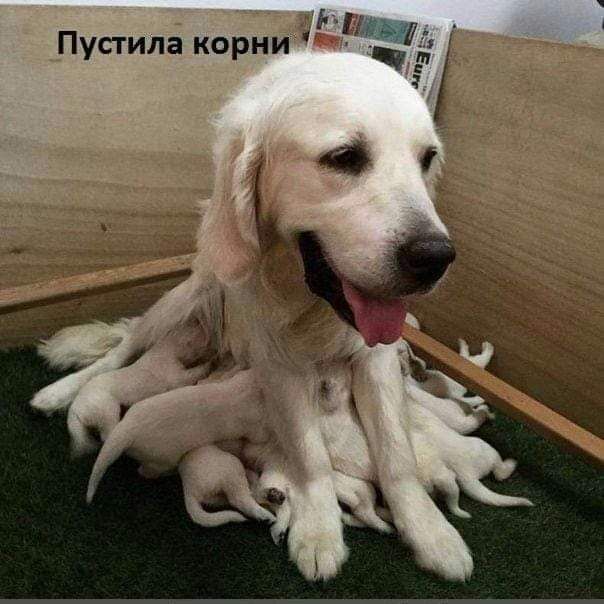 37 еа стила корни Пу