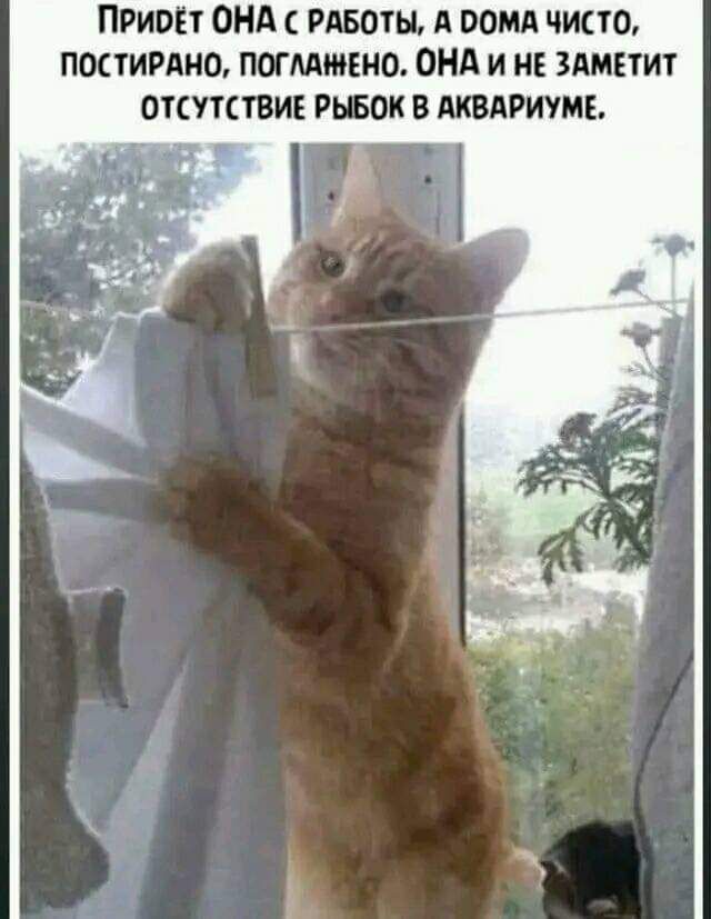 ПРИВЁТ ОНА с РАБОТЫ А РОМА ЧИСТО ПОСТИРАНО ПОГЛАНЕНО ОНА и НЕ ЗАМЕТИТ ОТСУТСТВИЕ РЫБОК В АКВАРИУМЕ