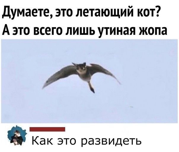 Думаете это летающий кот Аэто всего лишь утиная жопа ол сс Как это развидеть