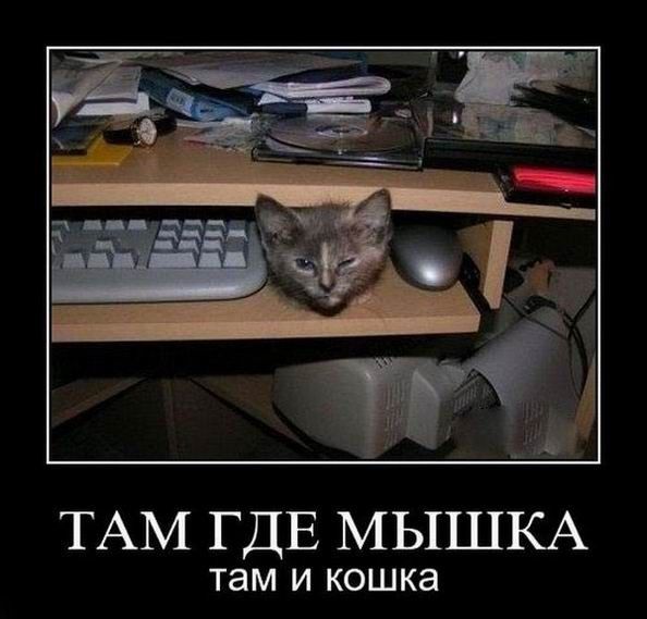 ТАМ ГДЕ МЫШКА там и кошка