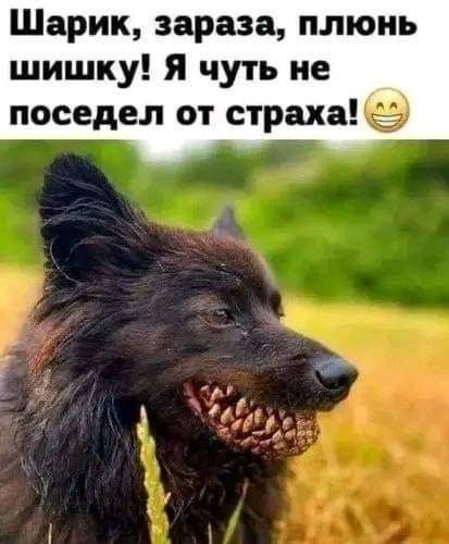 Шарик зараза плюнь шишку Я чуть не поседел от страха 5