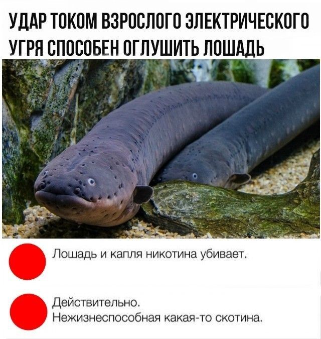 УДАР ТОКОМ ВЗРОСЛОГО ЗЛЕКТРИЧЕСКОГО УГРЯ СПОСОБЕН ОГЛУШИТЬ ЛОШАДЬ Лошадь и капля никотина убивает Действительно Нежизнеспособная какая то скотина