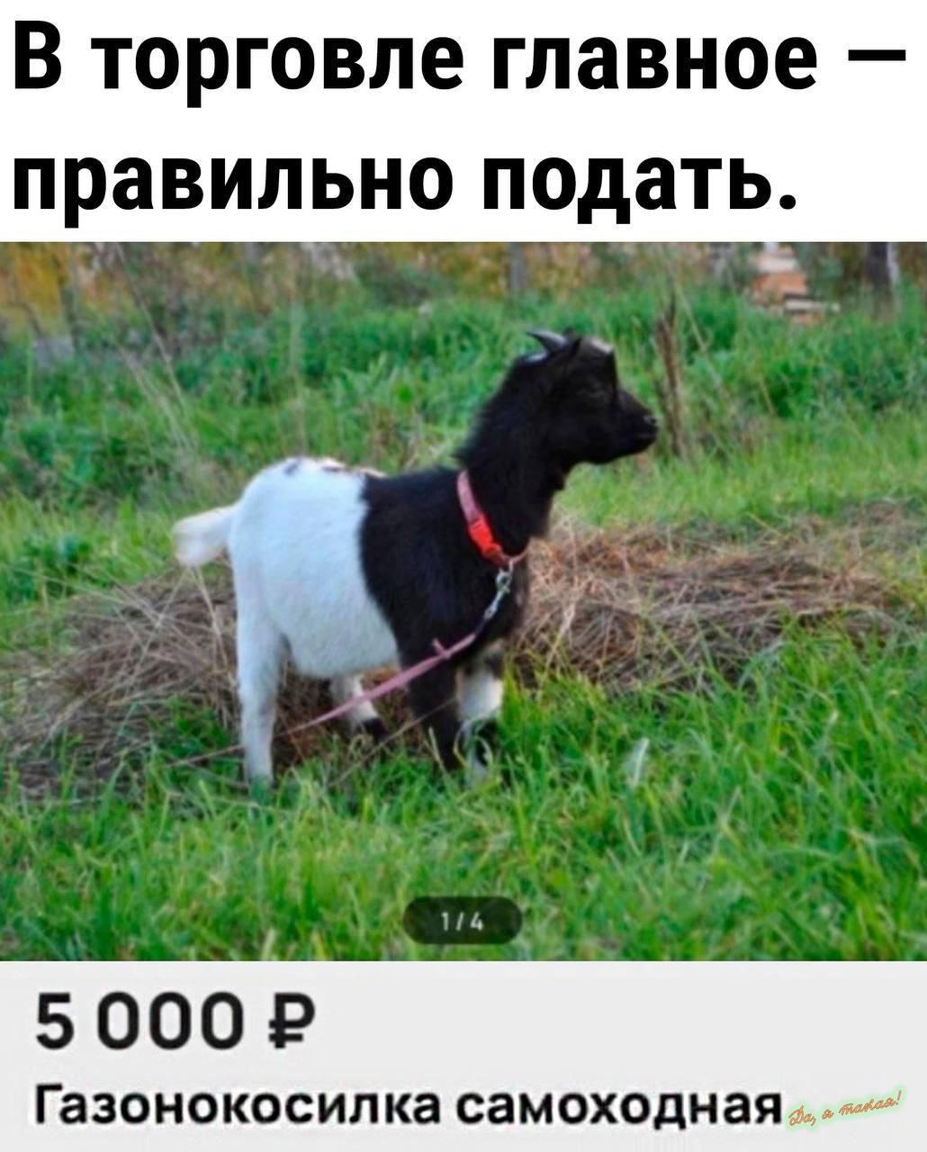 В торговле главное правильно подать УА Ч 5000 Р Газонокосилка самоходная