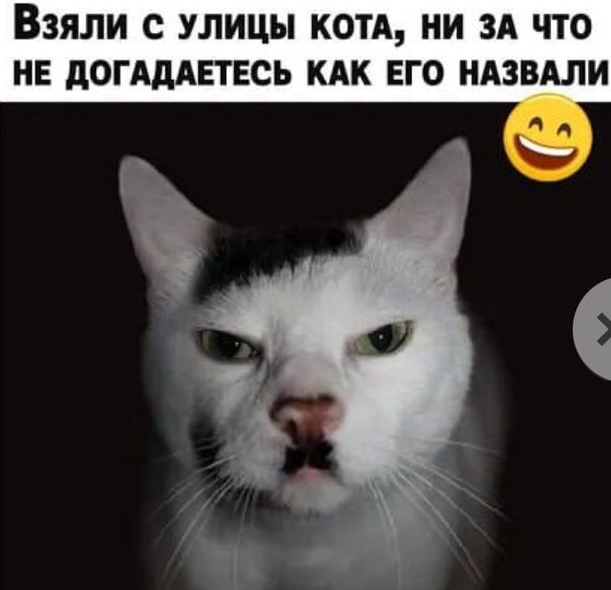 Взяли с УЛИЦЫ КОТА НИ ЗА ЧТО НЕ ДОГАДАЕТЕСЬ КАК ЕГО НАЗВАЛИ ч