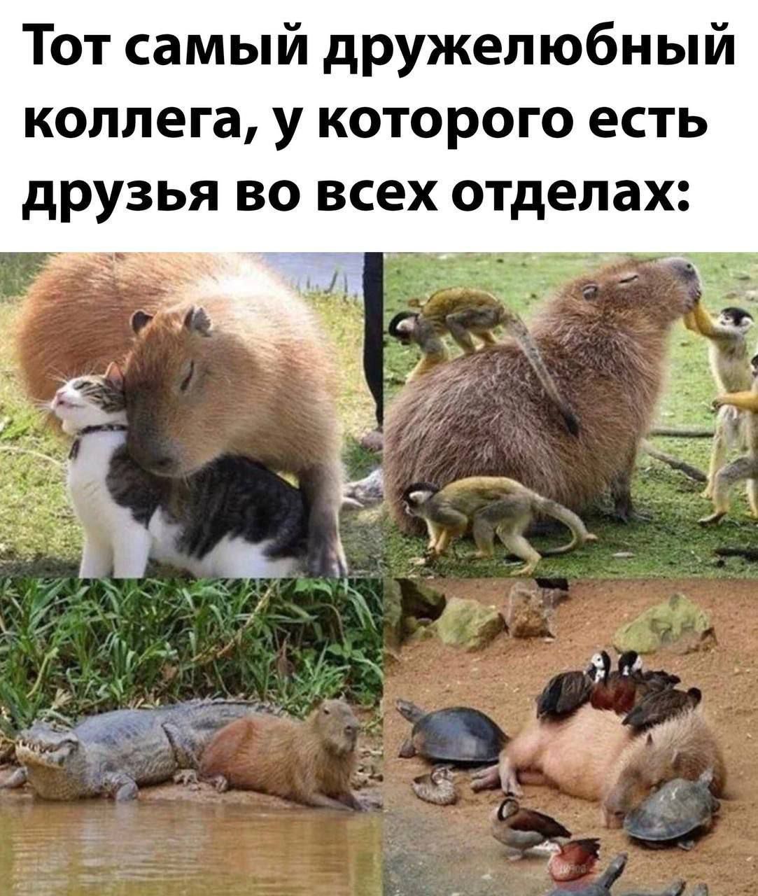 Тот самый дружелюбный коллега у которого есть друзья во всех отделах кы