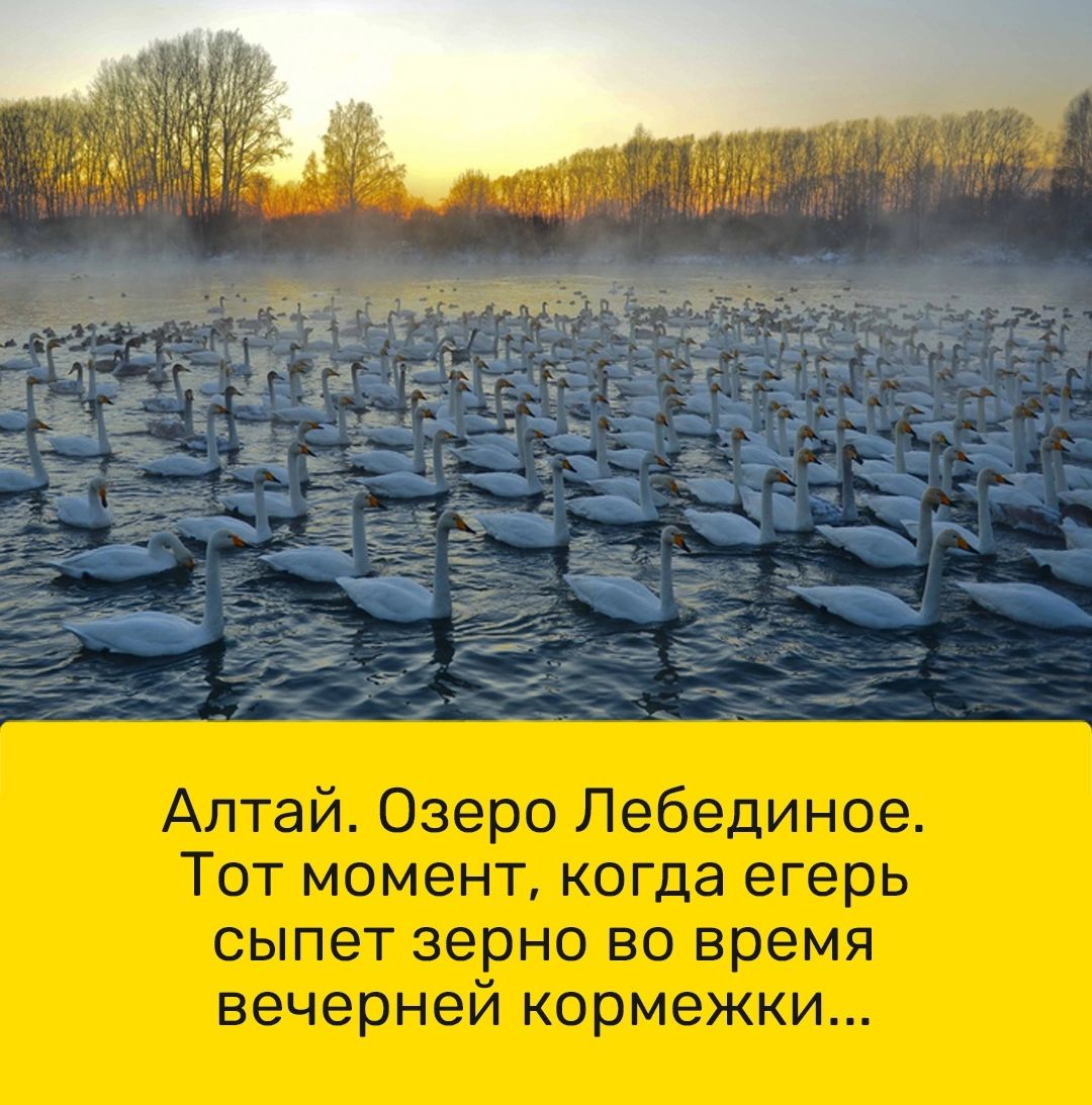 Алтай Озеро Лебединое Тот момент когда егерь сыпет зерно во время вечерней кормежнки