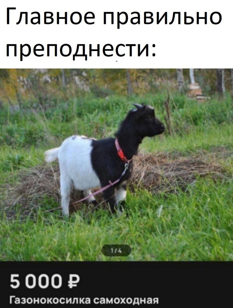 Главное правильно преподнести 1А 5000 Р Газонокосилка самоходная