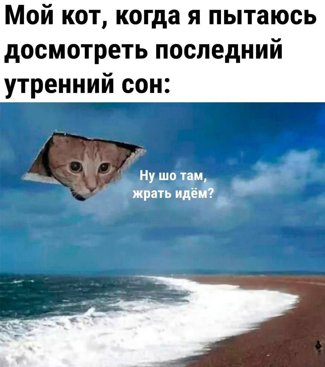 Мой кот когда я пытаюсь досмотреть последний утренний сон _ Нушо тзм й жрать идё