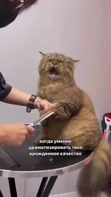 драматизировать твое врожденное качество
