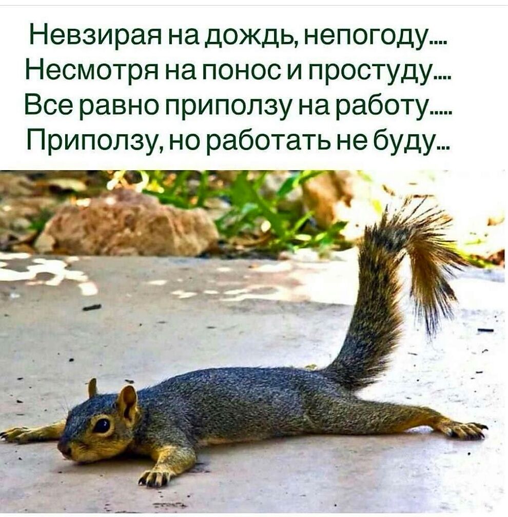 Невзирая на дождь непогоду Несмотря на поноси простуду Все равно приползу на работу Приползу но работать не буду