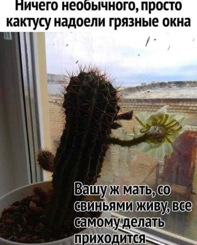 ичего необычного просто кактусу надоели грязные окна