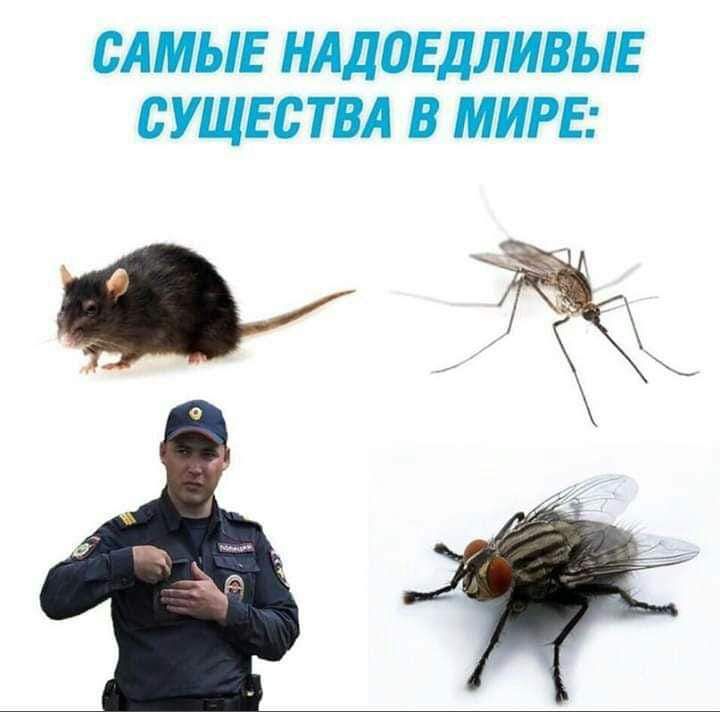 САМЫЕ НАДОЕДЛИВЫЕ СУЩЕСТВА В МИРЕ а ъ т