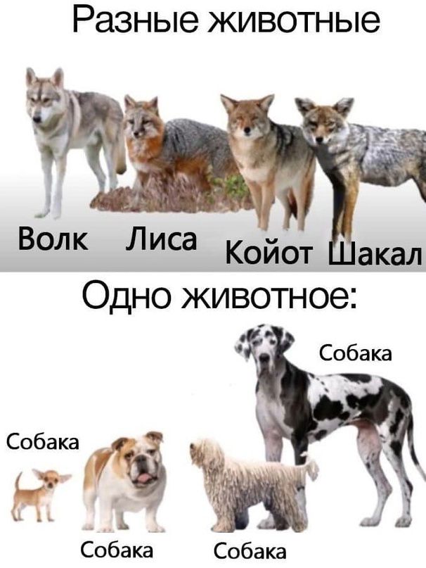 Разные животные