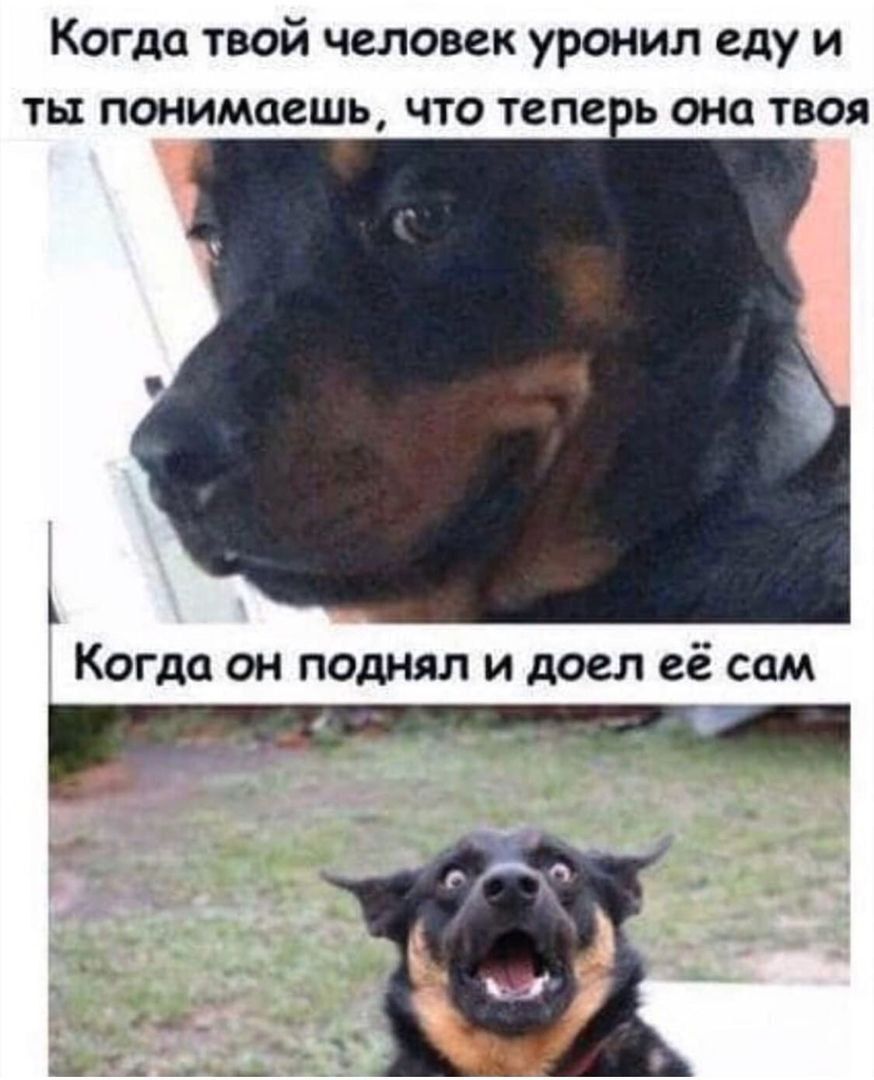 Когда твой человек уронил еду и ты понимаешь что теперь она твоя Когда он поднял и доел её сам