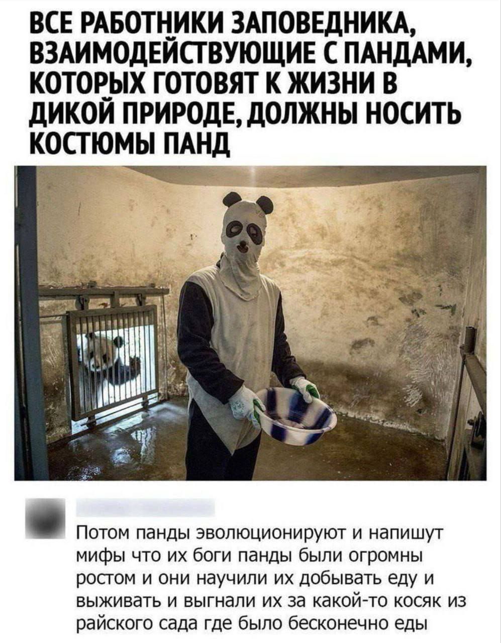 ВСЕ РАБОТНИКИ ЗАПОВЕДНИКА ВЗАИМОДЕЙСТВУЮЩИЕ С ПАНДАМИ КОТОРЫХ ГОТОВЯТ К ЖИЗНИ В ДИКОЙ ПРИРОДЕ ДОЛЖНЫ НОСИТЬ КОСТЮМЫ ПАНД Потом панды эволюционируют и напишут мифы что их боги панды были огромны ростом и они научили их добывать еду и выживать и выгнали их за какой то косяк из райского сада где было бесконечно еды