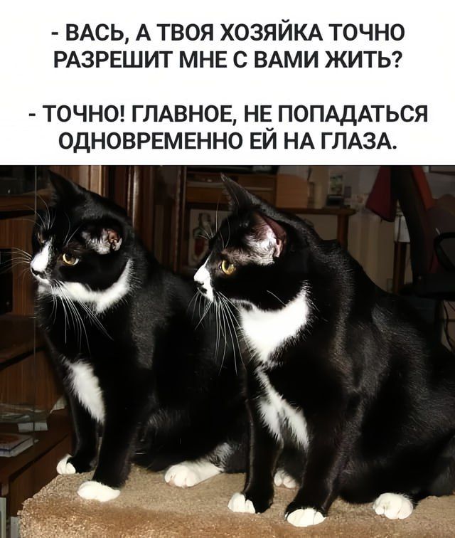 ВАСЬ А ТВОЯ ХОЗЯЙКА ТОЧНО РАЗРЕШИТ МНЕ С ВАМИ ЖИТЬ ТОЧНО ГЛАВНОЕ НЕ ПОПАДАТЬСЯ ОДНОВРЕМЕННО ЕЙ НА ГЛАЗА