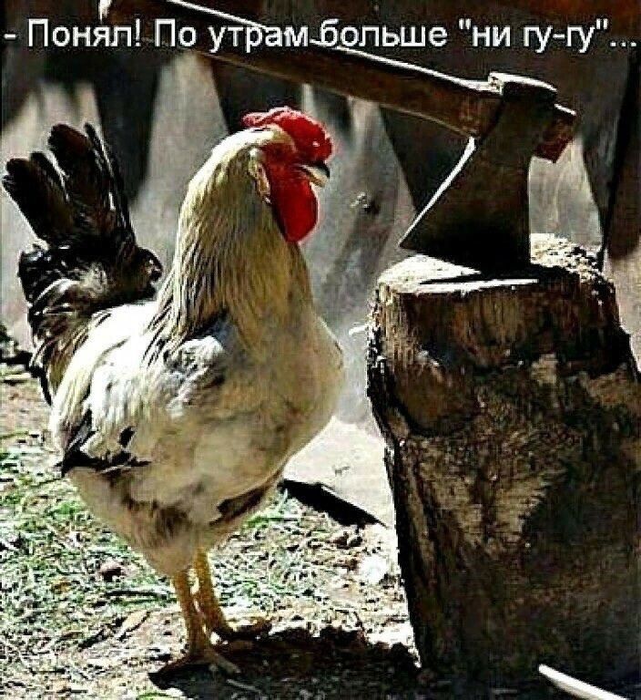 Понял Памбопьше ни гу гу е