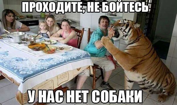 мче ь 1 НАС НЕТ СОБАКИ
